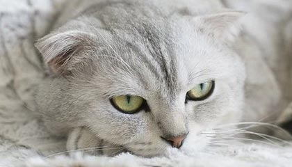 乐鱼电竞· (中国)官方网站-巴黎客场-力擒皇马，欧冠晋级悬念，欧冠巴黎主场